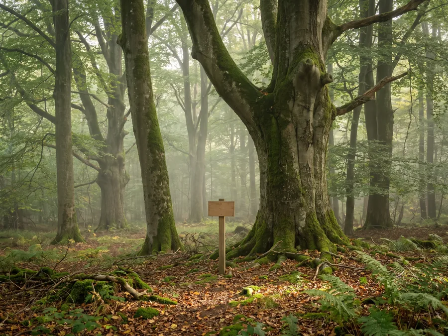 Alte Buche in einem Bestattungswald